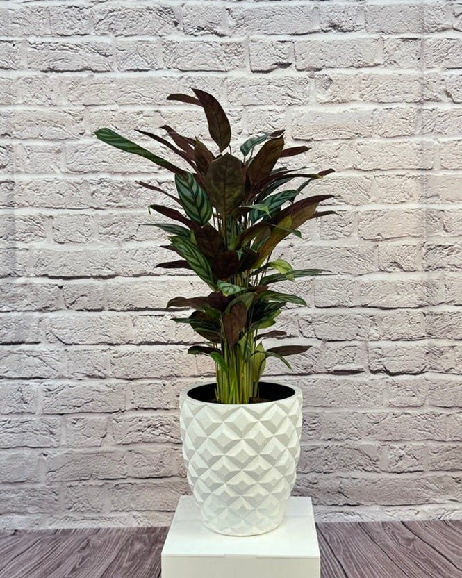 Calathea Roseopicta(Calathea rose painted) | 40 - 50 cm - Acacia Garden Center