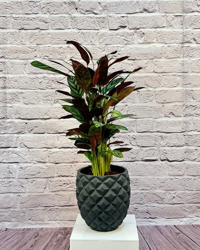 Calathea Roseopicta(Calathea rose painted) | 40 - 50 cm - Acacia Garden Center