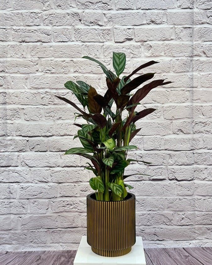 Calathea Roseopicta(Calathea rose painted) | 40 - 50 cm - Acacia Garden Center