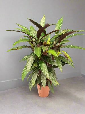 Calathea Rufibarba (Furry Feather | Velvet Calathea) | 50 - 60cm - Acacia Garden Center