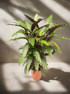Calathea Rufibarba (Furry Feather | Velvet Calathea) | 50 - 60cm - Acacia Garden Center