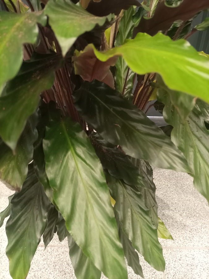 Calathea Rufibarba (Furry Feather | Velvet Calathea) | 50 - 60cm - Acacia Garden Center