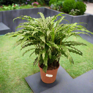 Calathea Rufibarba (Fuzzy feather | Velvet calathea) | 50 - 60 cm - Acacia Garden Center
