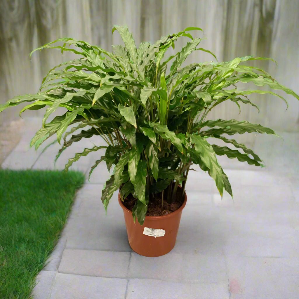 Calathea Rufibarba (Fuzzy feather | Velvet calathea) | 50 - 60 cm - Acacia Garden Center