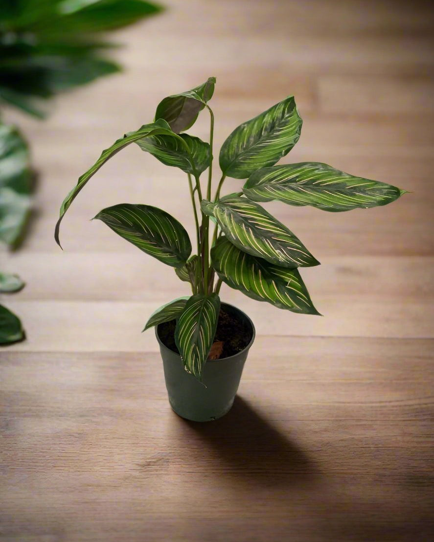 Calathea Starlight (Calathea ‘Beauty Star’) | 30–35 cm - Acacia Garden Center