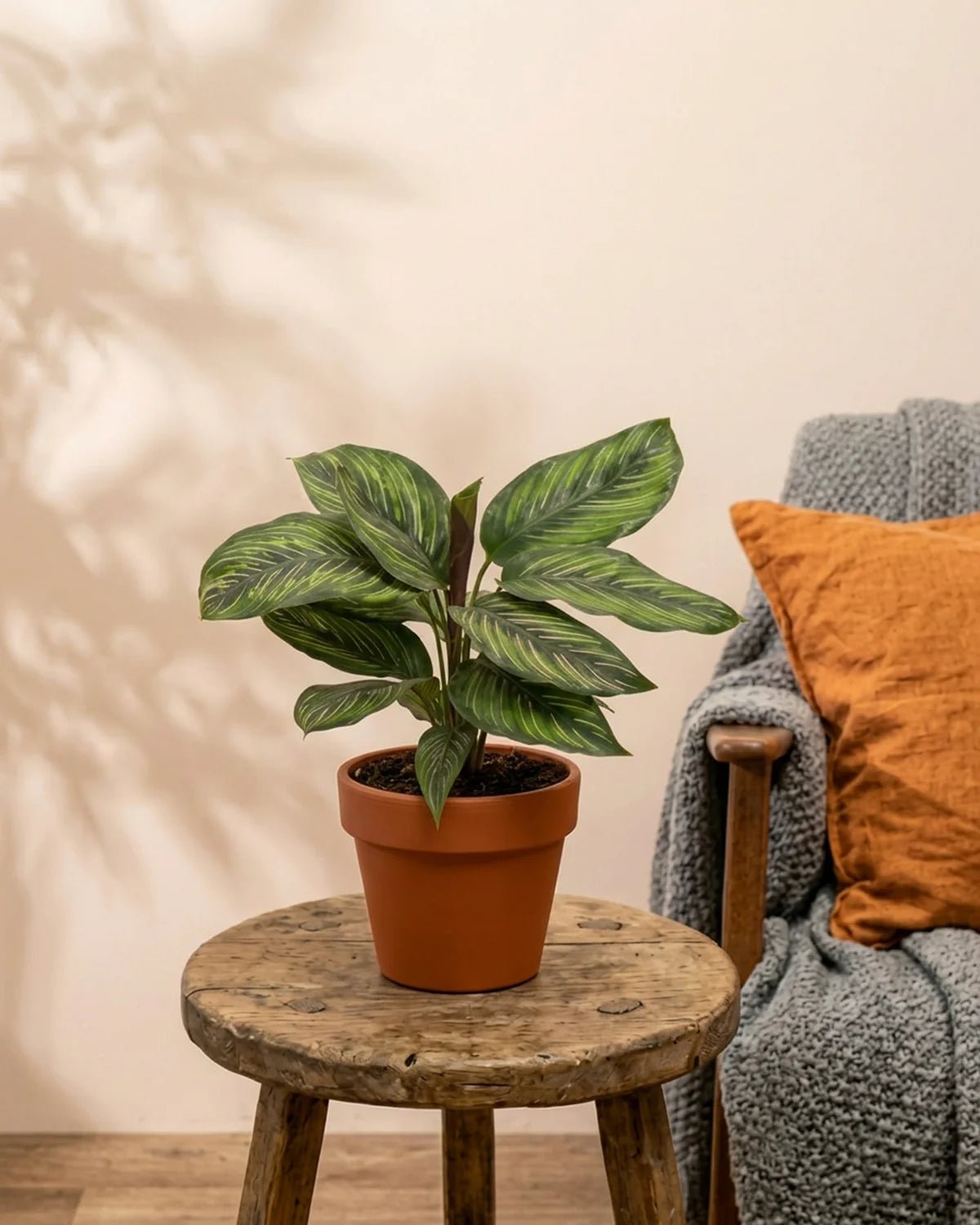 Calathea Starlight (Calathea ‘Beauty Star’) | 30–35 cm - Acacia Garden Center