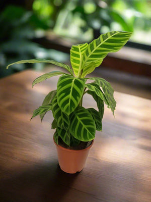 Calathea Zebrina (Zebra plant) | 40 - 50cm - Acacia Garden Center