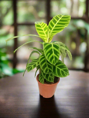 Calathea Zebrina (Zebra plant) | 40 - 50cm - Acacia Garden Center