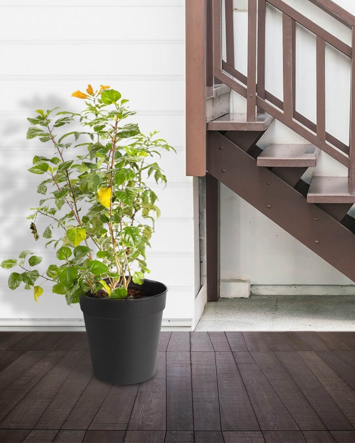 Cape Honeysuckle (Tecomaria capensis) | 80–90 cm - Acacia Garden Center
