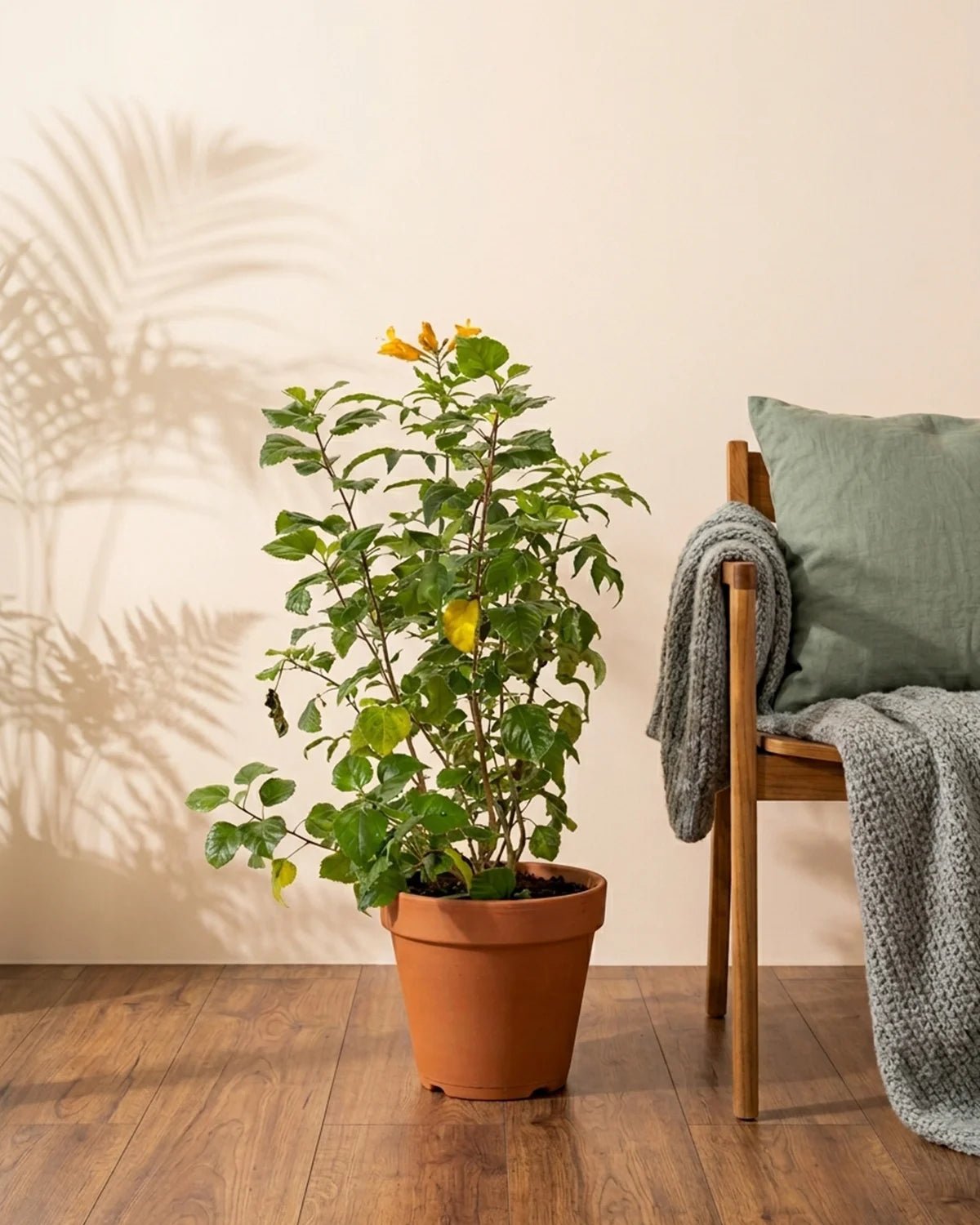 Cape Honeysuckle (Tecomaria capensis) | 80–90 cm - Acacia Garden Center