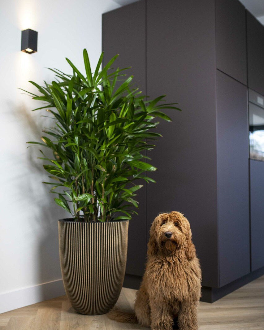 Capi Europe Low Groove Elegant Vase - Acacia Garden Center