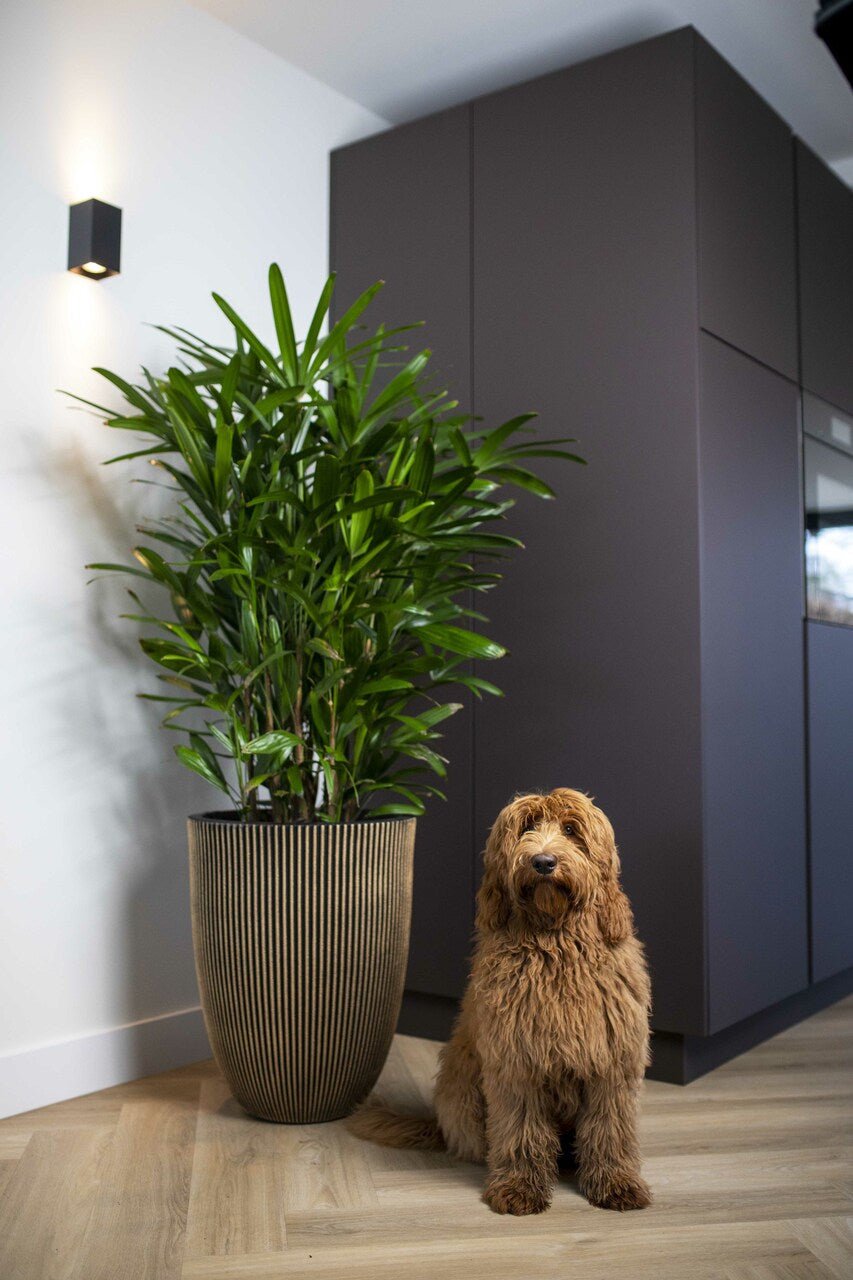 Capi Europe Low Groove Elegant Vase - Acacia Garden Center