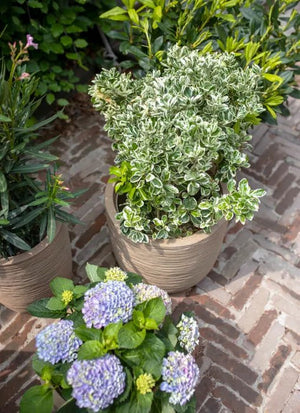 Capi Europe Planter Ball Waste KTBR932 - Acacia Garden Center