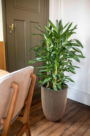 Capi Europe Vase Elegant Low Groove - Acacia Garden Center