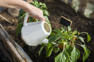 Capi Europe Watering CAN Doppio 2L - Acacia Garden Center