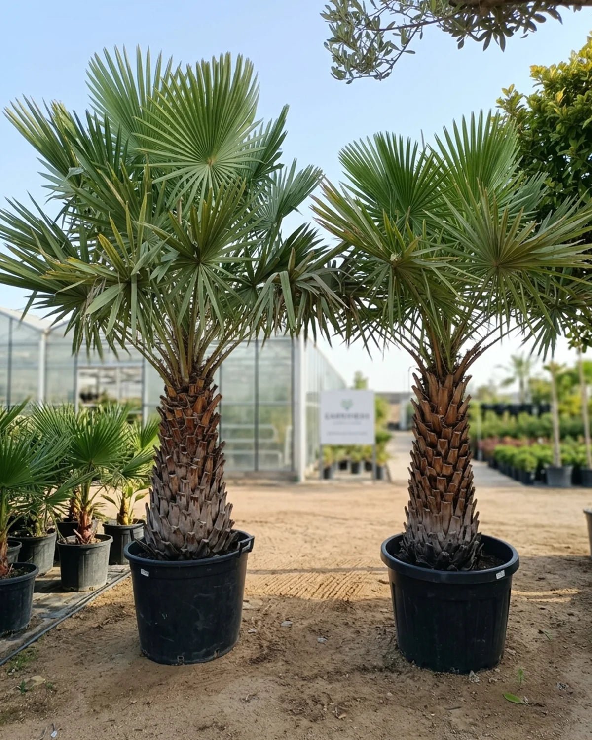 Caranday Palm (Copernicia alba) | 1.0 m Clear Trunk - Acacia Garden Center