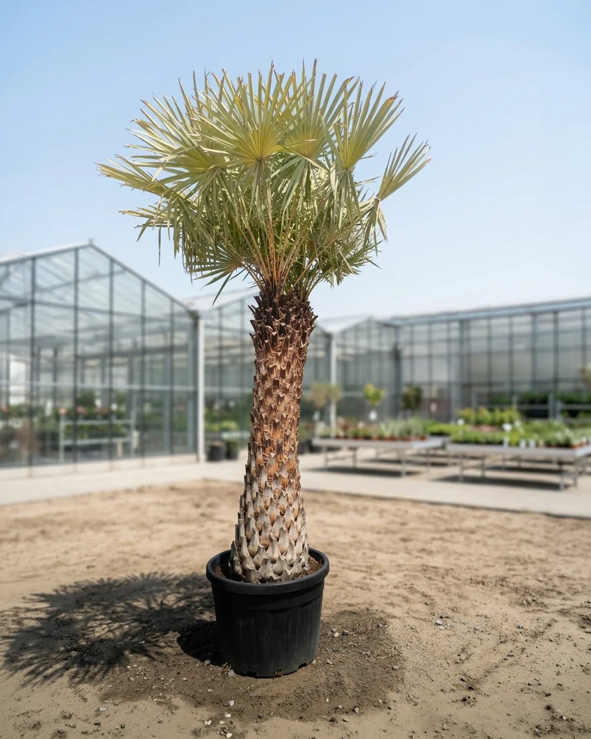 Caranday Palm (Copernicia alba) | 1.5–2.0 m Clear Trunk - Acacia Garden Center