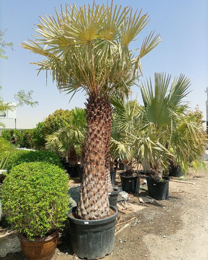 Caranday Palm (Copernicia alba) | 1.5–2.0 m Clear Trunk - Acacia Garden Center