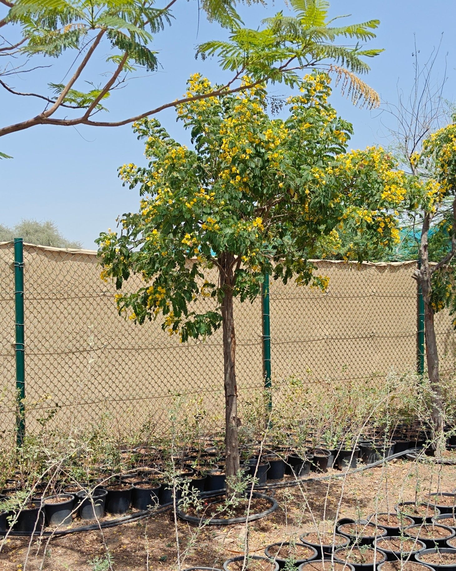 Cassia Surattensis (Senna surattensis) | 2.5 - 3.0 m - Acacia Garden Center