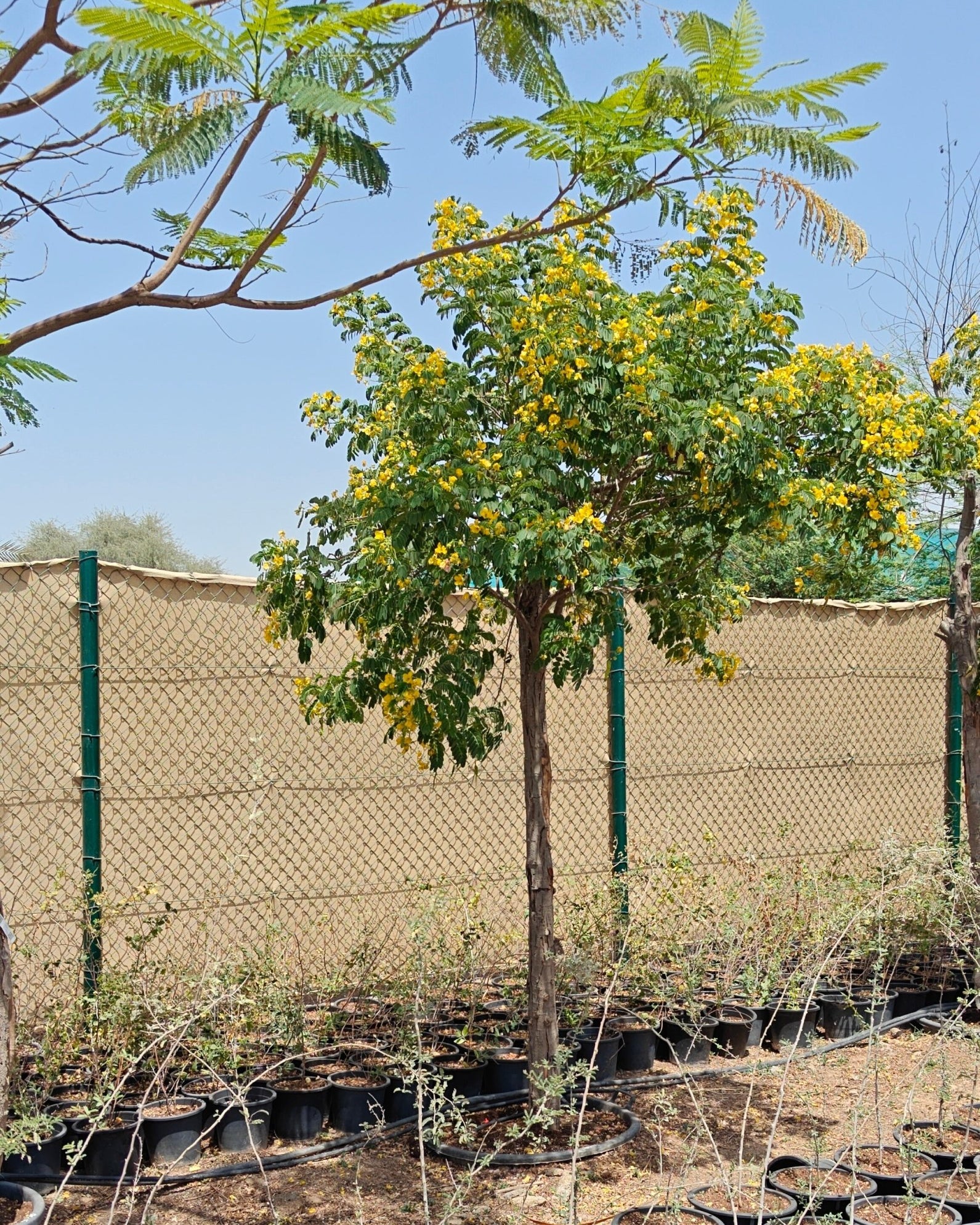 Cassia Surattensis (Senna surattensis) | 2.5 - 3.0 m - Acacia Garden Center