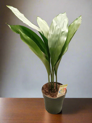 Cast Iron Plant (Aspidistra elatior) | 40 - 50cm - Acacia Garden Center