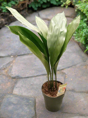 Cast Iron Plant (Aspidistra elatior) | 40 - 50cm - Acacia Garden Center