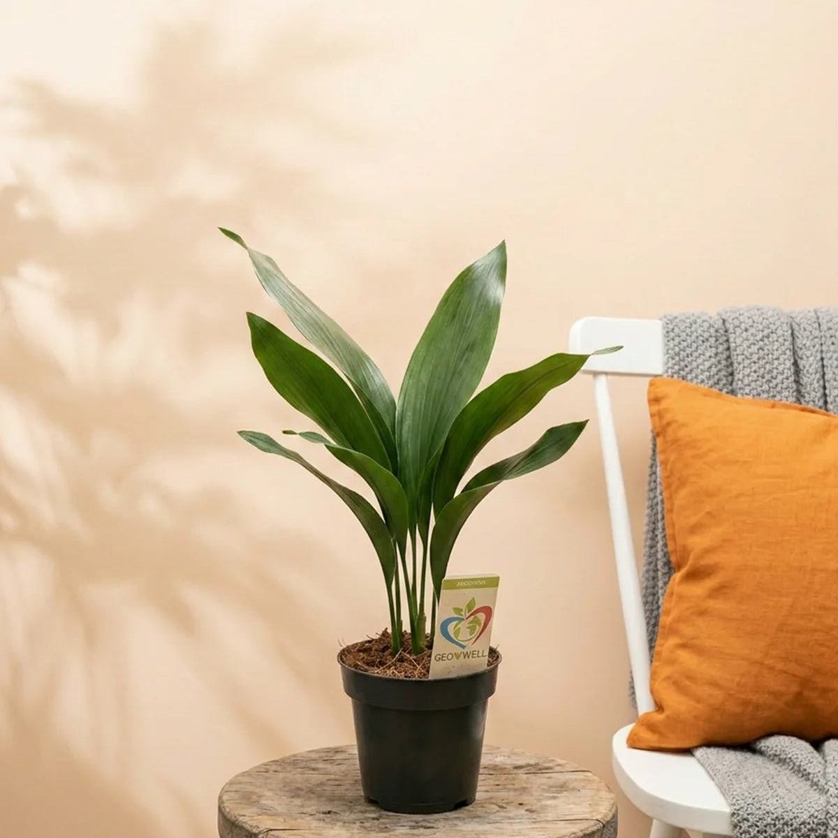 cast iron plant deutsch Cast Iron Plant (Aspidistra elatior)