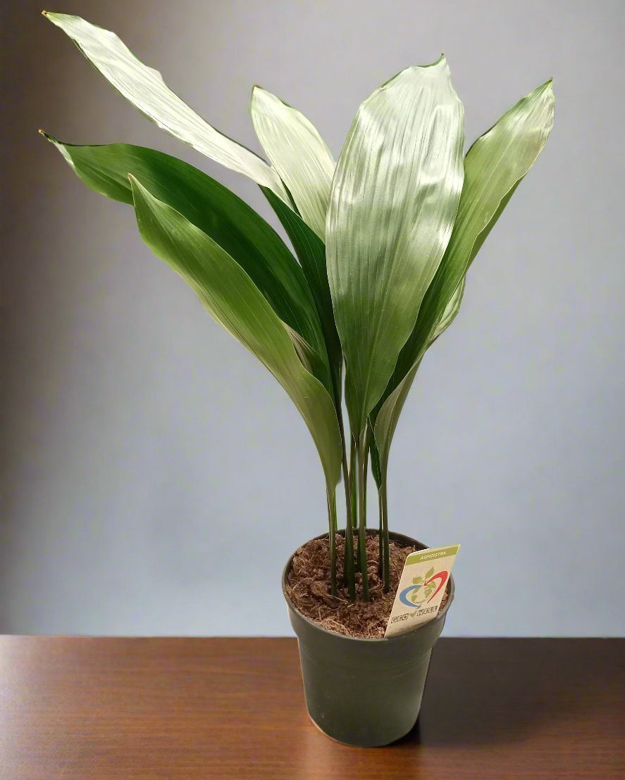 Cast Iron Plant (Aspidistra elatior) | Floor Plant, 40–50 cm - Acacia Garden Center
