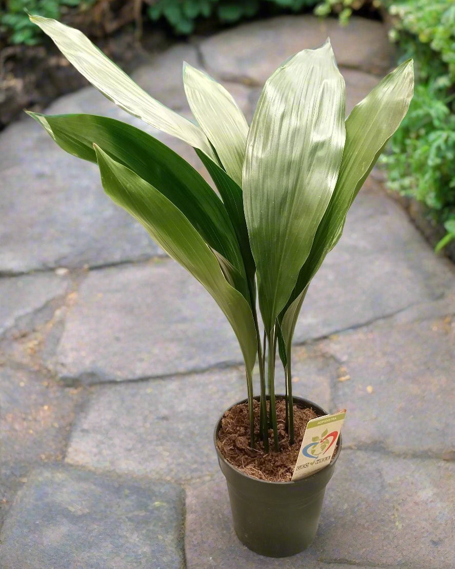 Cast Iron Plant (Aspidistra elatior) | Floor Plant, 40–50 cm - Acacia Garden Center