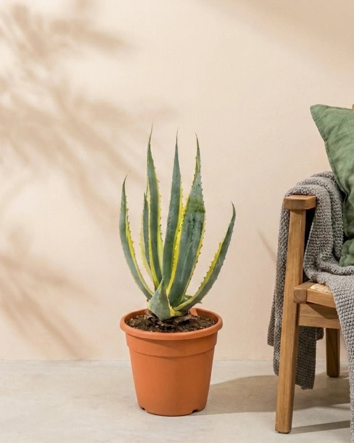 Century Plant (Agave americana ‘Variegata’) | 40–50 cm - Acacia Garden Center