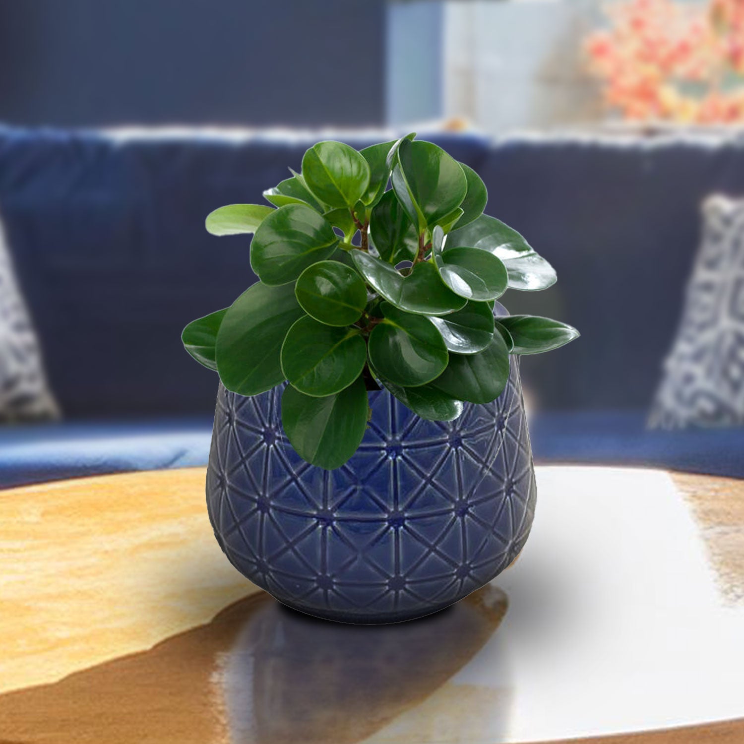 Ceramic Pot Yz027 14x13.5cm - Acacia Garden Center