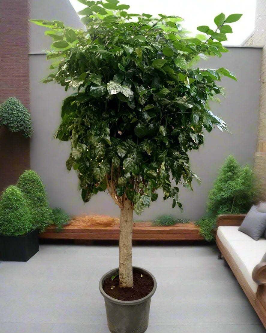 China Doll – Established (Radermachera sinica) | Premium Floor Plant, 1.0–1.5 m - Acacia Garden Center