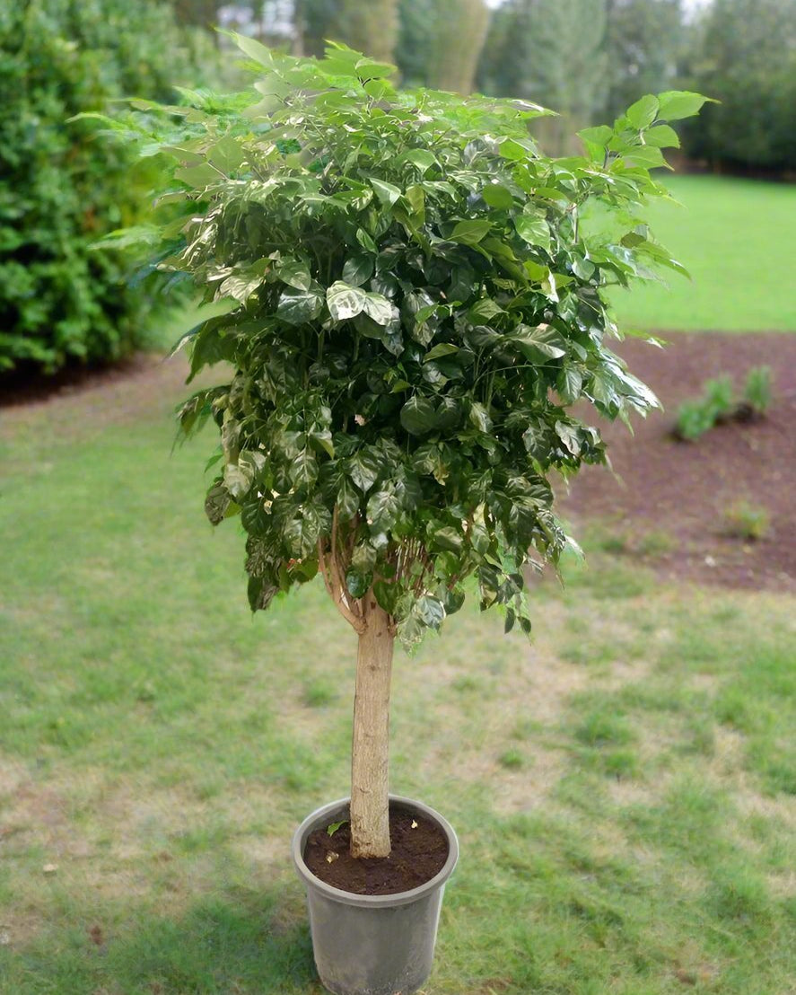 China Doll – Established (Radermachera sinica) | Premium Floor Plant, 1.0–1.5 m - Acacia Garden Center