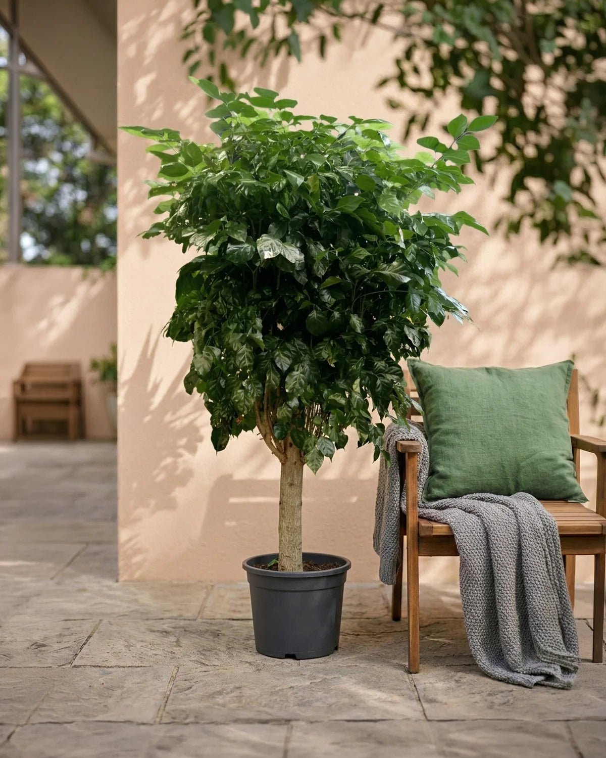 China Doll – Established (Radermachera sinica) | Premium Floor Plant, 1.0–1.5 m - Acacia Garden Center