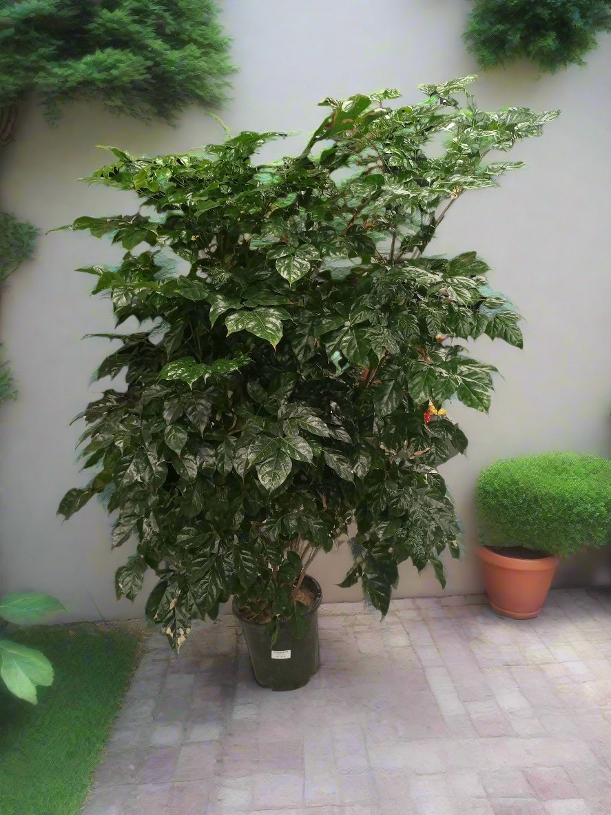 China Doll (Radermache sinica | Serpent tree) | 90 - 100cm - Acacia Garden Center