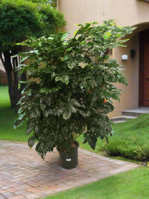 China Doll (Radermache sinica | Serpent tree) | 90 - 100cm - Acacia Garden Center