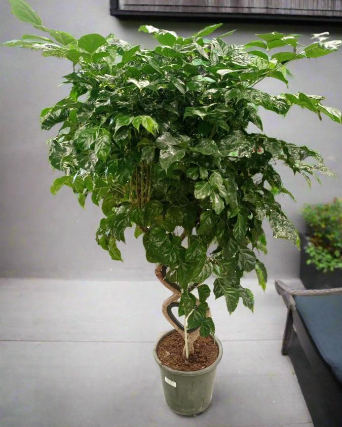 China Doll (Radermachera hainanensis) | Floor Plant, 1.3–1.5 m - Acacia Garden Center