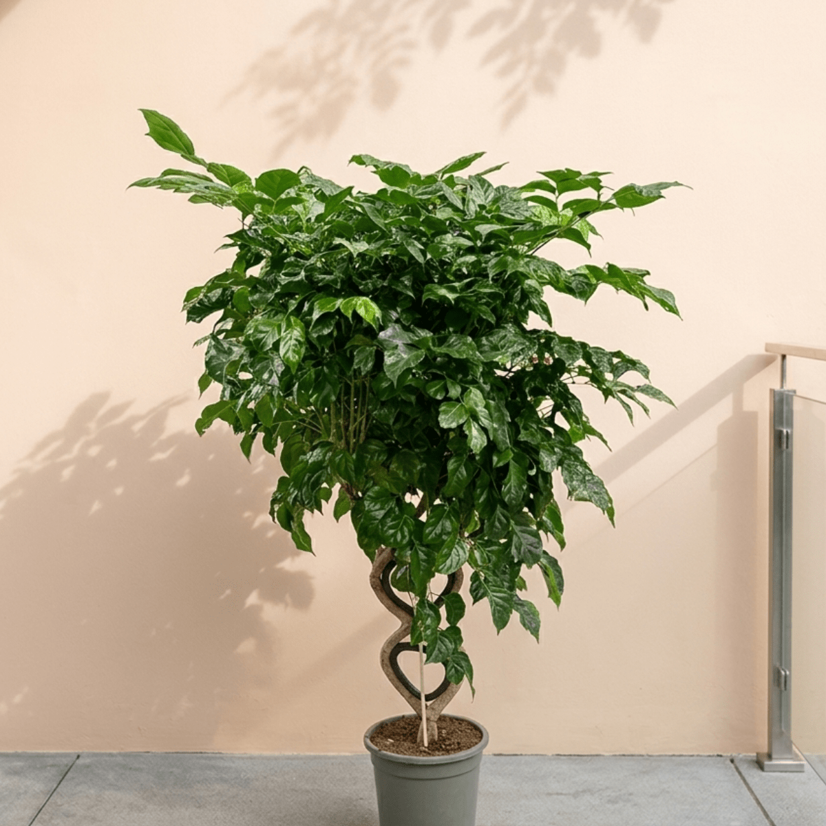 china doll indoor plant Buy Radermacher Hainanensis (China doll Serpent tree) | 1.3