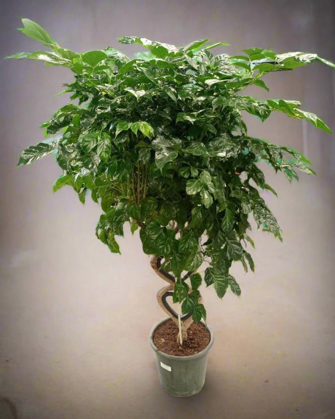 China Doll (Radermachera hainanensis) | Floor Plant, 1.3–1.5 m - Acacia Garden Center