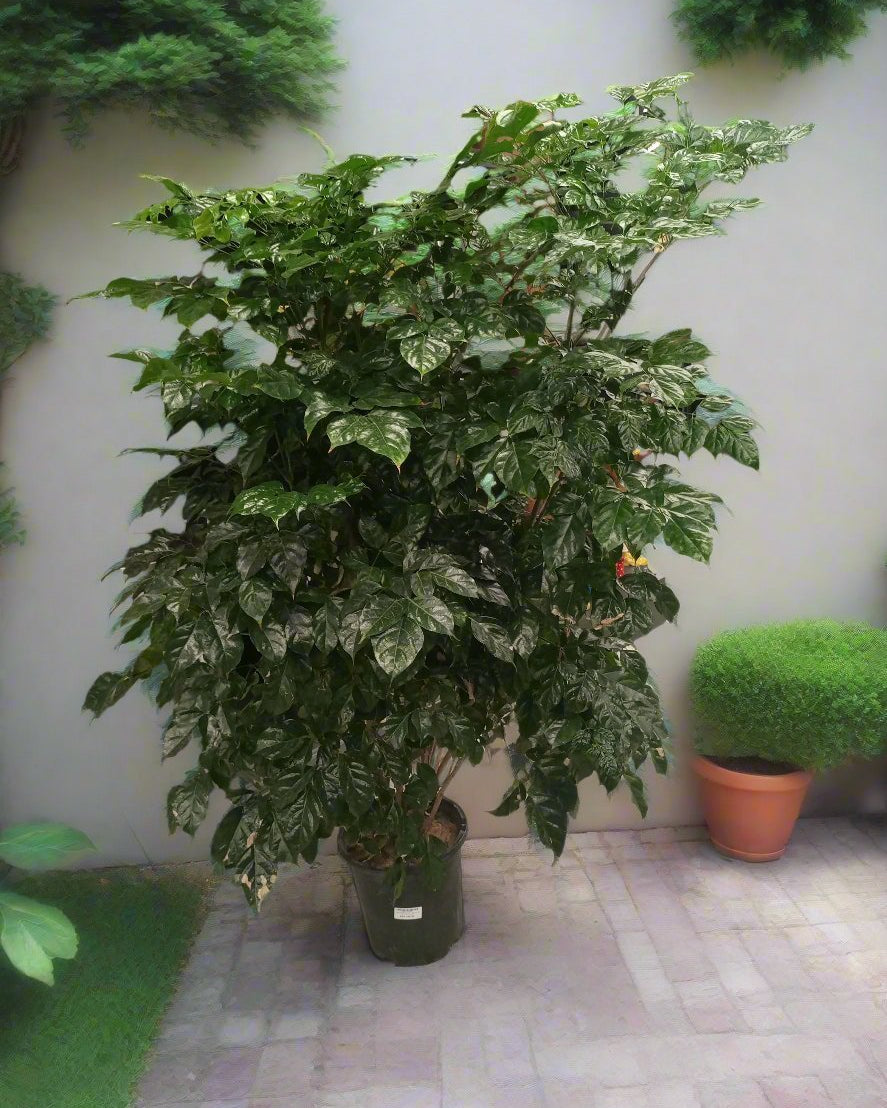 China Doll (Radermachera sinica) | 90–100 cm - Acacia Garden Center