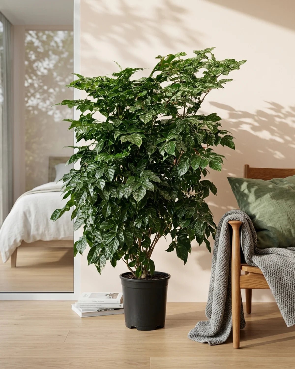 China Doll (Radermachera sinica) | 90–100 cm - Acacia Garden Center