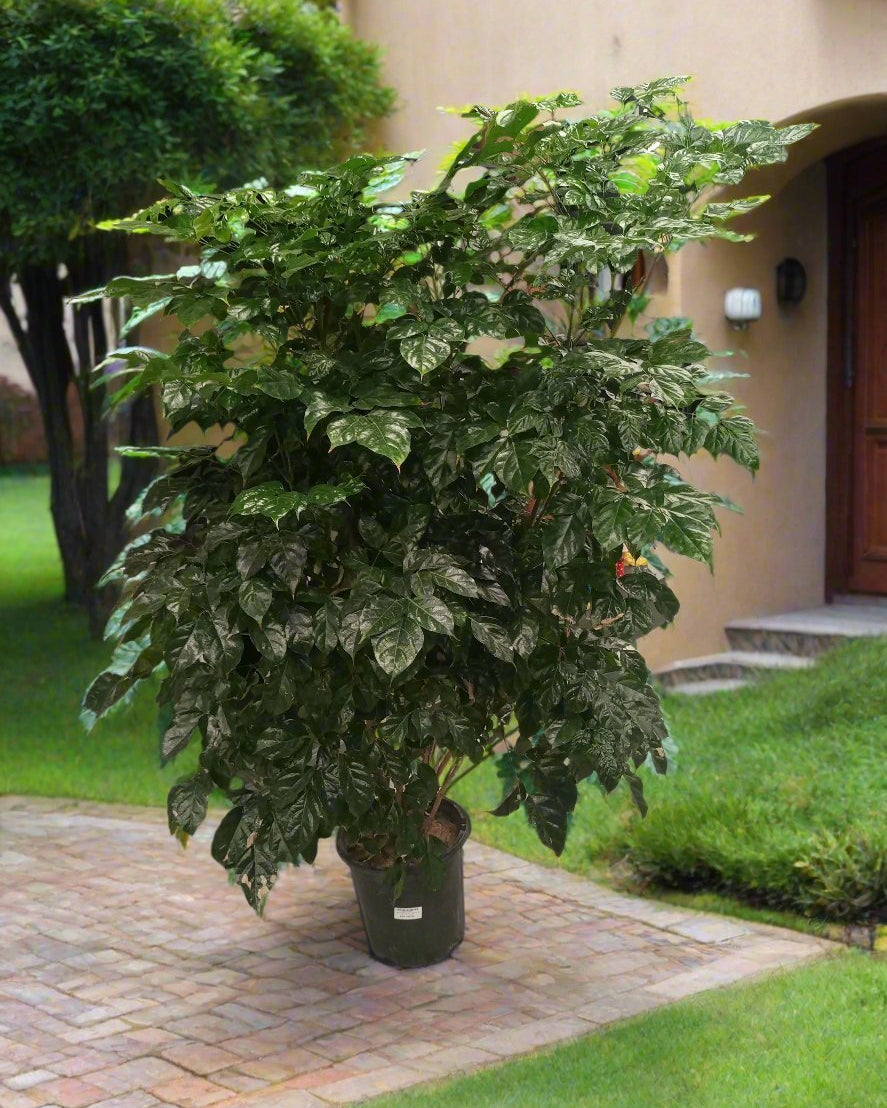 China Doll (Radermachera sinica) | 90–100 cm - Acacia Garden Center