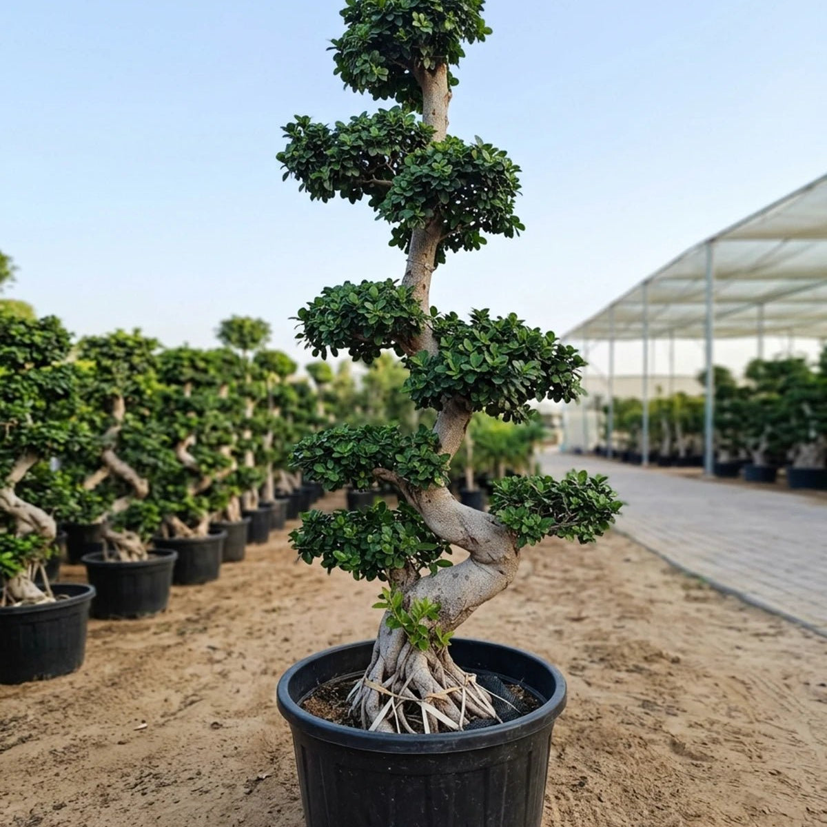 bonsai tree ficus microcarpa Chinese Banyan (Ficus microcarpa)