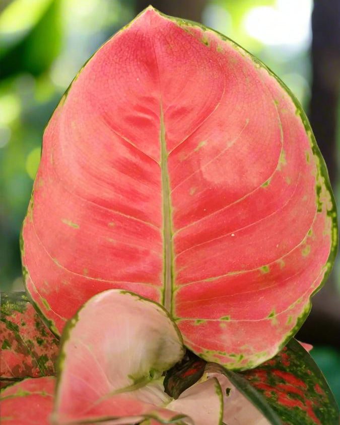 Chinese Evergreen (Aglaonema commutatum) | 25–30 cm - Acacia Garden Center