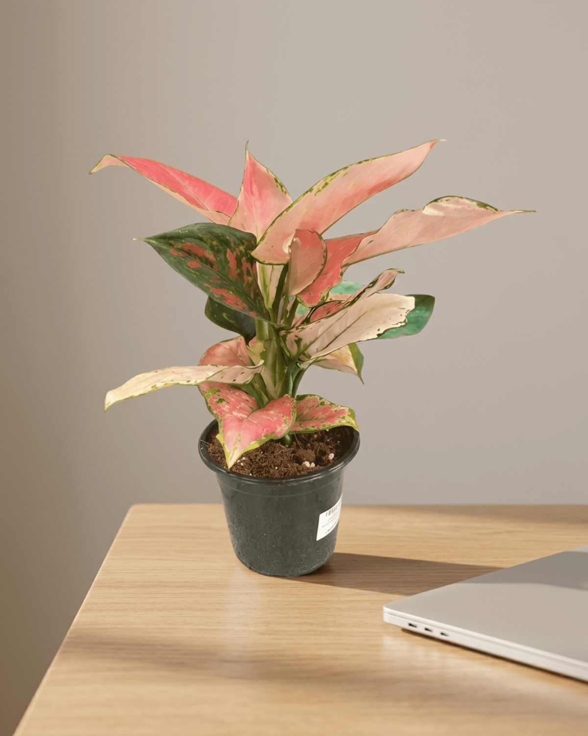 Chinese Evergreen (Aglaonema commutatum) | 25–30 cm - Acacia Garden Center
