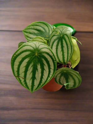 Chinese Money Plant (Pilea Peperomioides) | 5 - 10cm - Acacia Garden Center