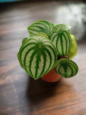 Chinese Money Plant (Pilea Peperomioides) | 5 - 10cm - Acacia Garden Center