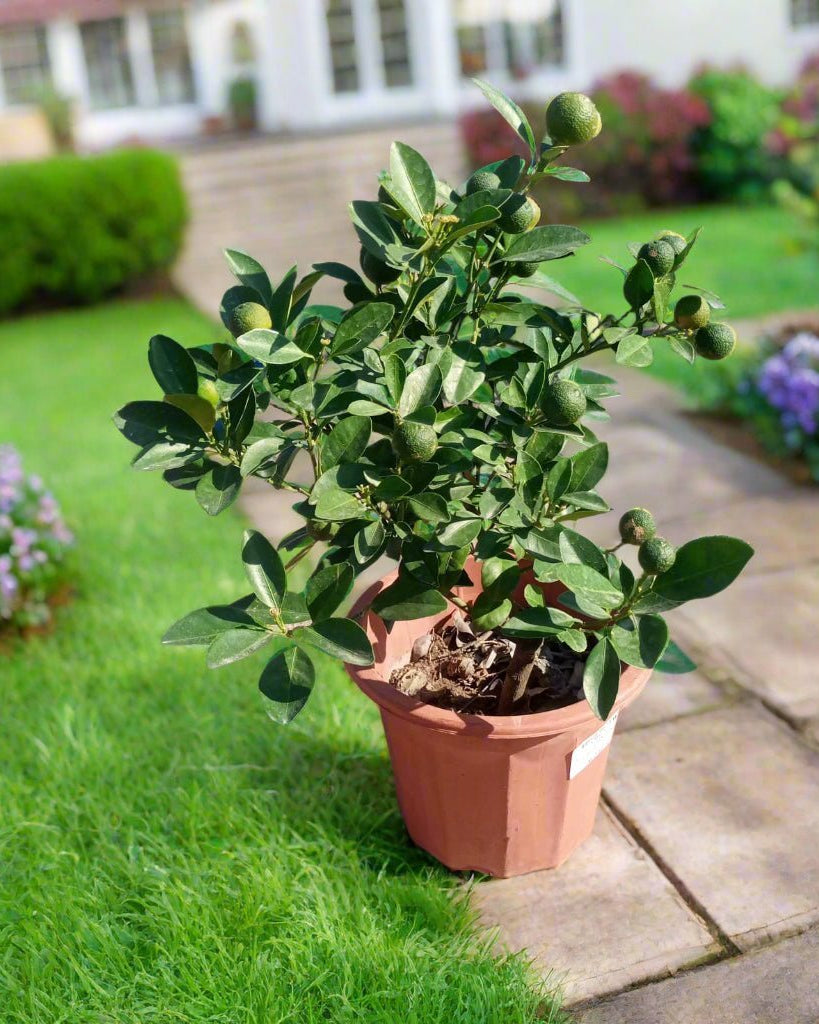 Citrus Mandarin (Citrus reticulata) | Sweet Fruit Tree, 30–80 cm - Acacia Garden Center