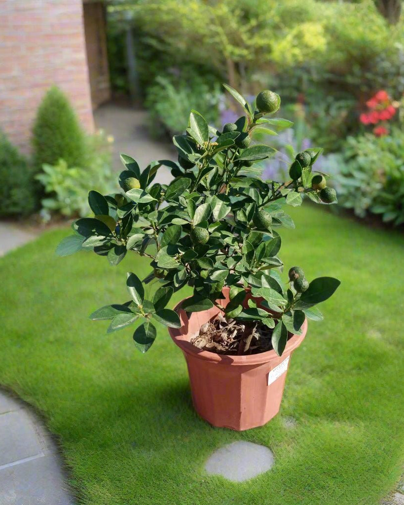 Citrus Mandarin (Citrus reticulata) | Sweet Fruit Tree, 30–80 cm - Acacia Garden Center