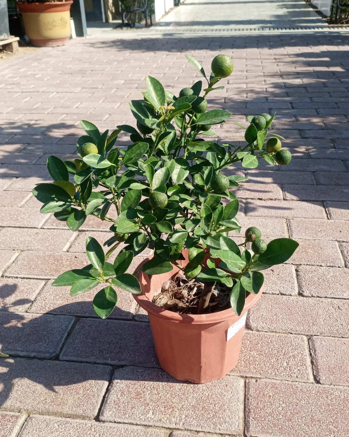 Citrus Mandarin (Citrus reticulata) | Sweet Fruit Tree, 30–80 cm - Acacia Garden Center